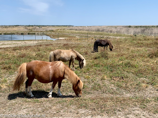 Oneven aantallen: drie paarden op Ile de Re (Frankrijk)
